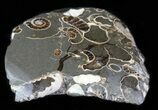 Polished Ammonite Fossil Slab - Marston Magna Marble #63820-1